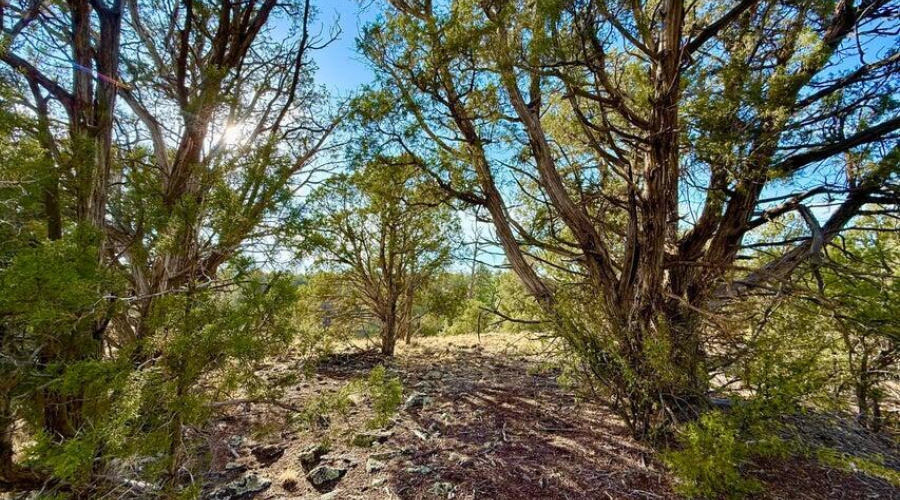 20250824020715551805000000-o