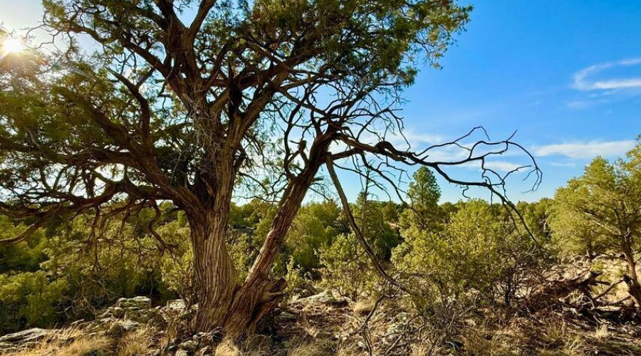 20250824021044763600000000-o