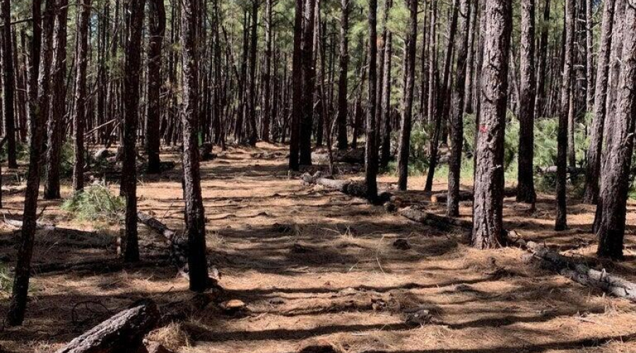 20250728180134412140000000-o