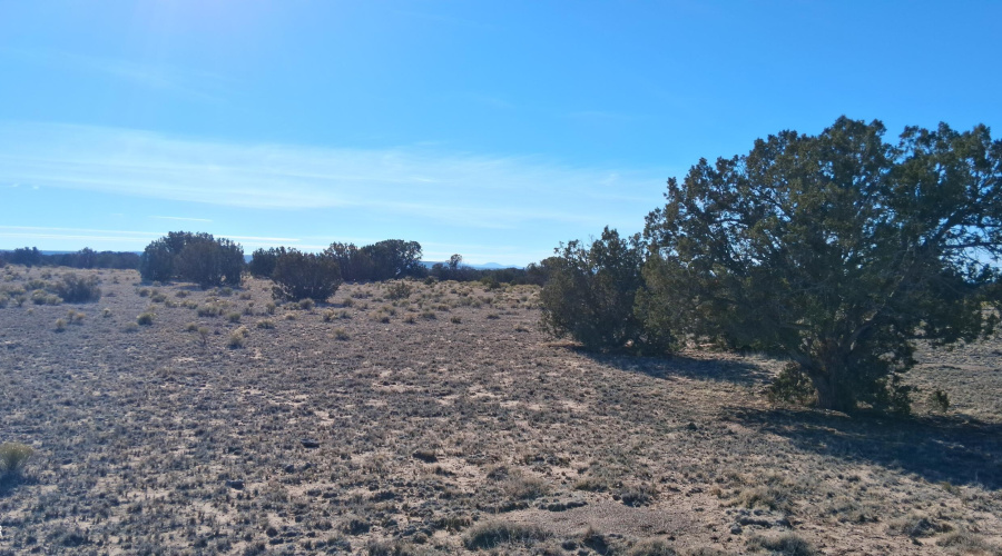 204-64-857 Vegetation (2)