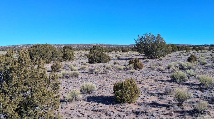 204-64-857 Vegetation (4)