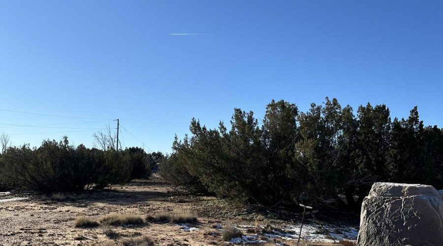Trees on property
