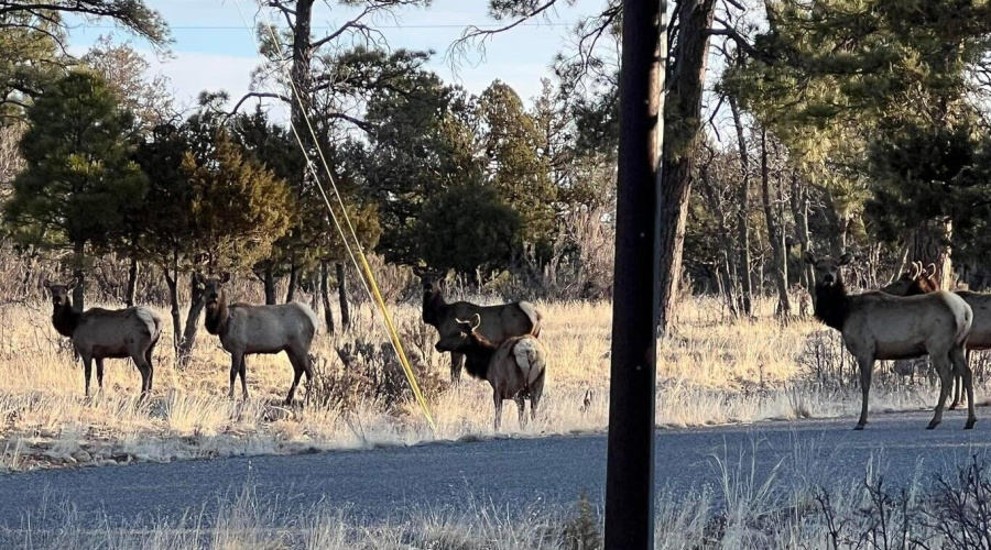 Wildlife
