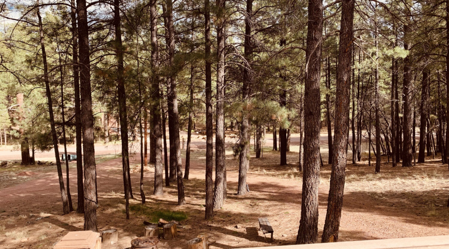 Forest Views