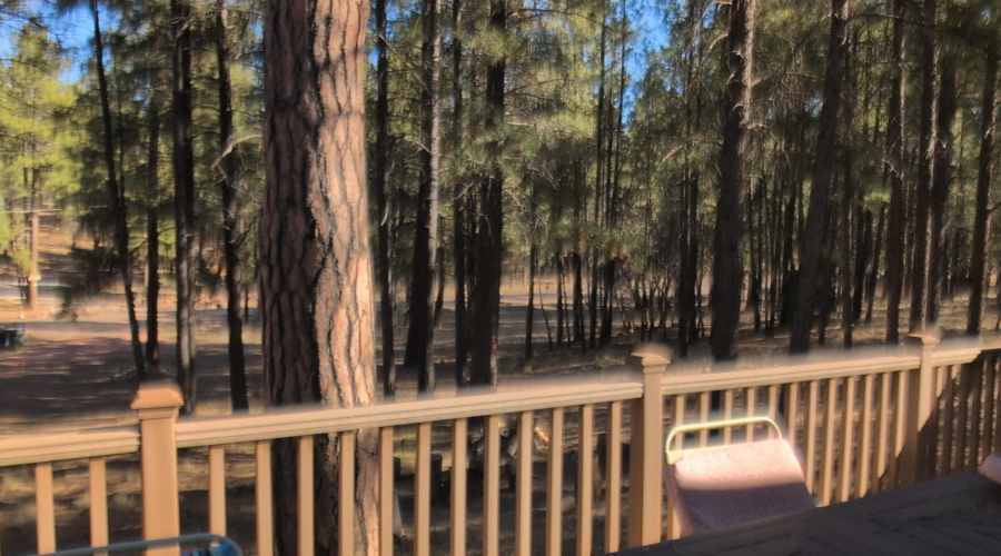 Lot's of trees