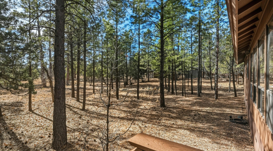 Great trees on lot
