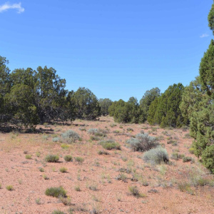 Beautiful Juniper Trees