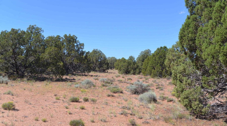 Beautiful Juniper Trees
