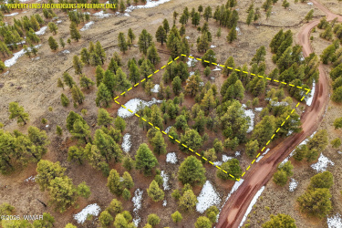 20 County Road N1332, Greer, Arizona 85927, ,Land,For Sale,County Road N1332,259423