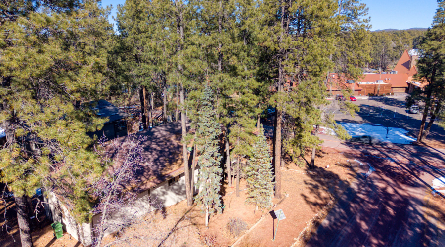 Your cabin hidden in the tall trees