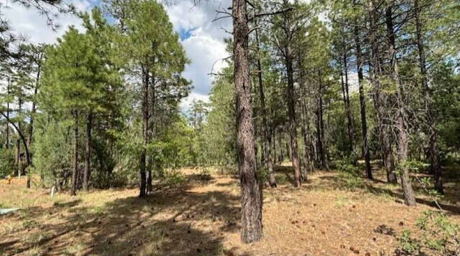 Ponderosa Pines