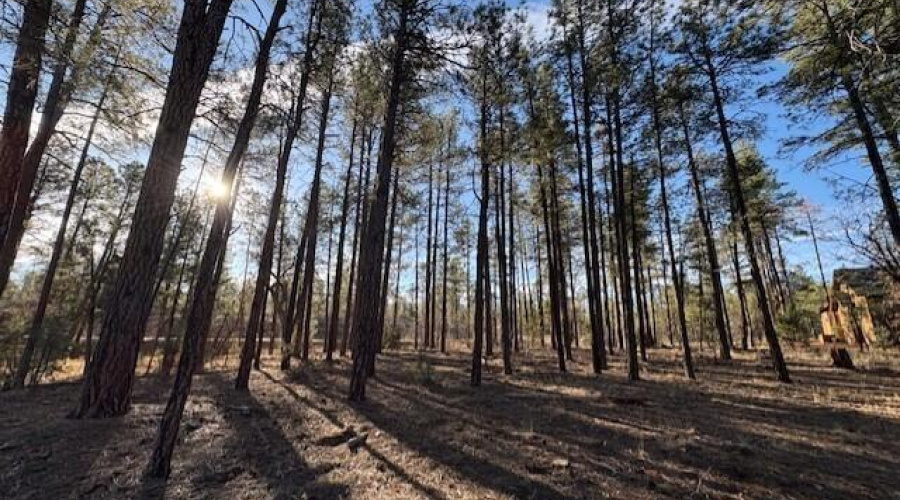 Tall Pines