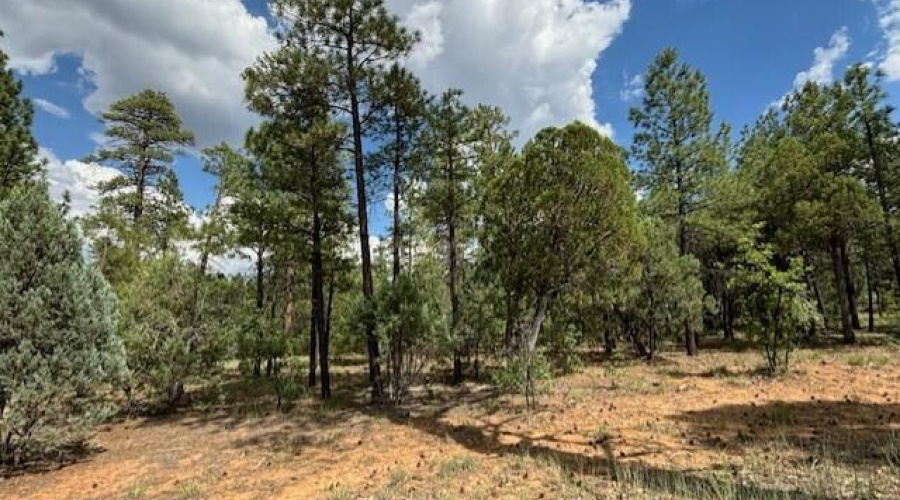 Tall Pines