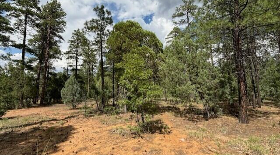 Ponderosa Pines
