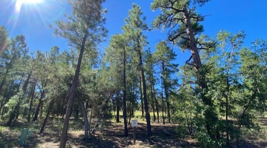 Ponderosa Pines