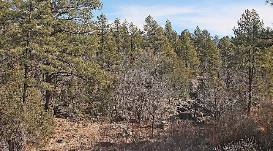 Looking South on Creek