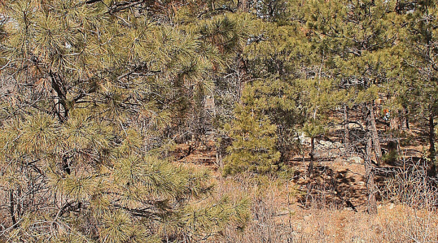 Billy Creek View