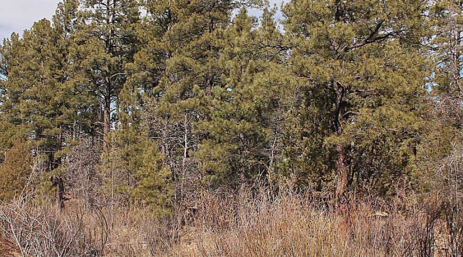 Billy Creek