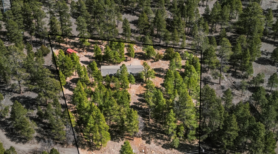 Backs Natl Forest