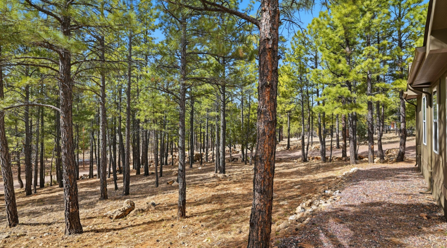 Great trees