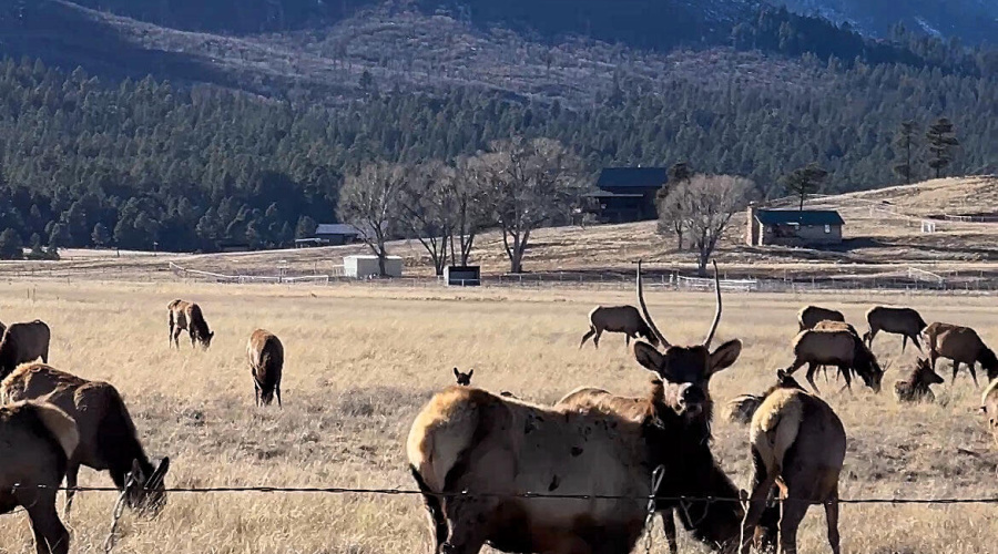 Alpine Elk