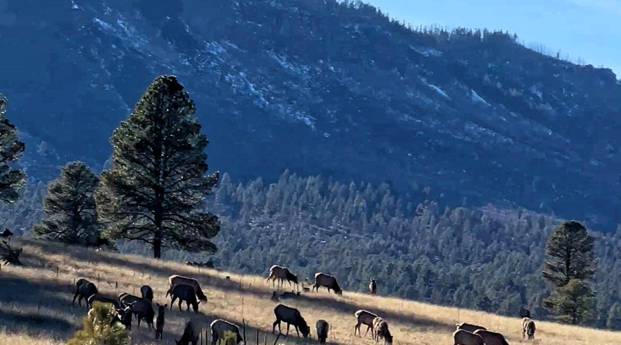 Alpine Elk 3