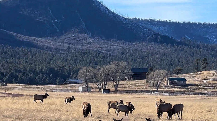 Alpine Elk 2