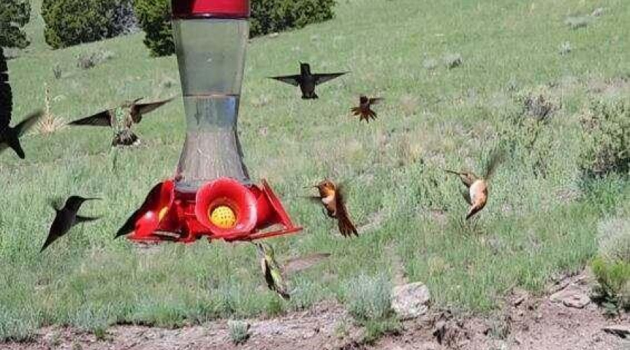Viewhummingbirds