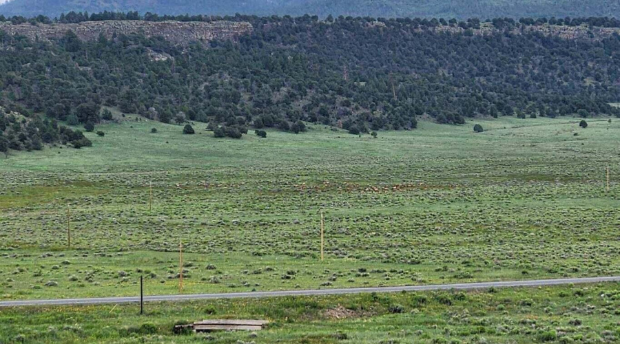 ViewwestElk