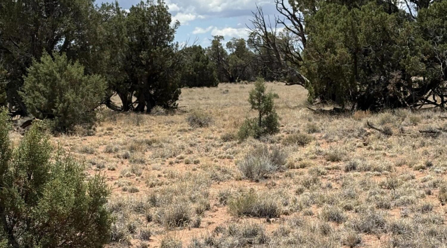 Mature Trees