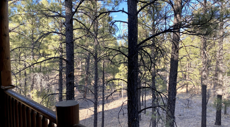 View from Back Deck