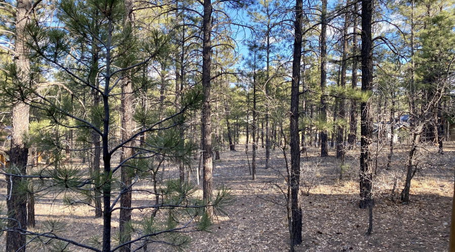 Tall Pines