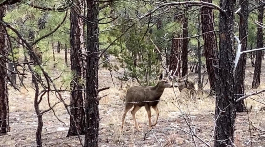 Wildlife