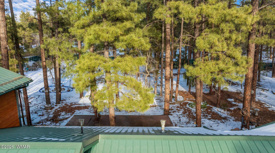 Towering Pines