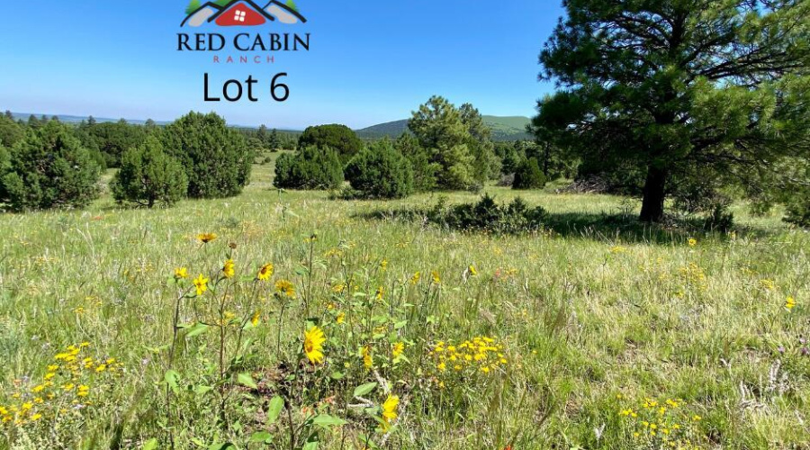 Lot 6