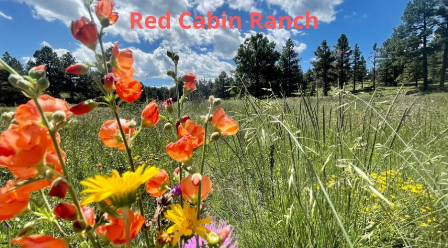 Red Cabin Ranch