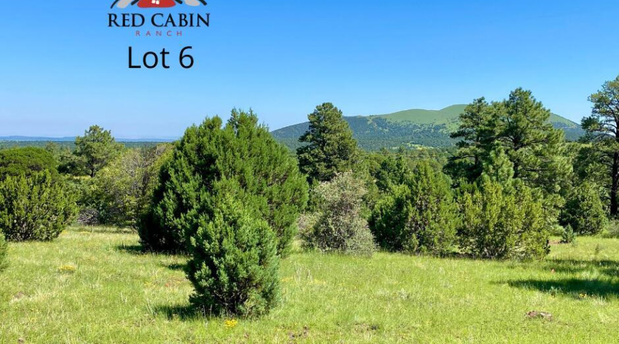 Lot 6