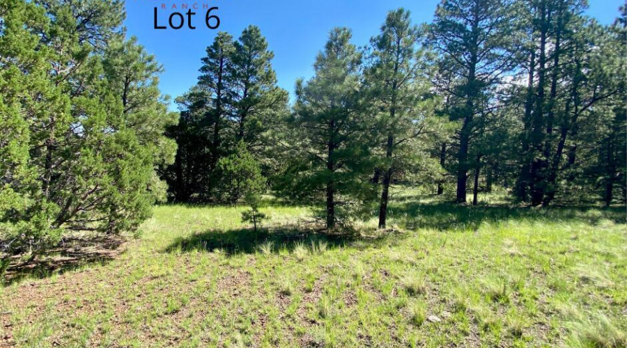 Lot 6