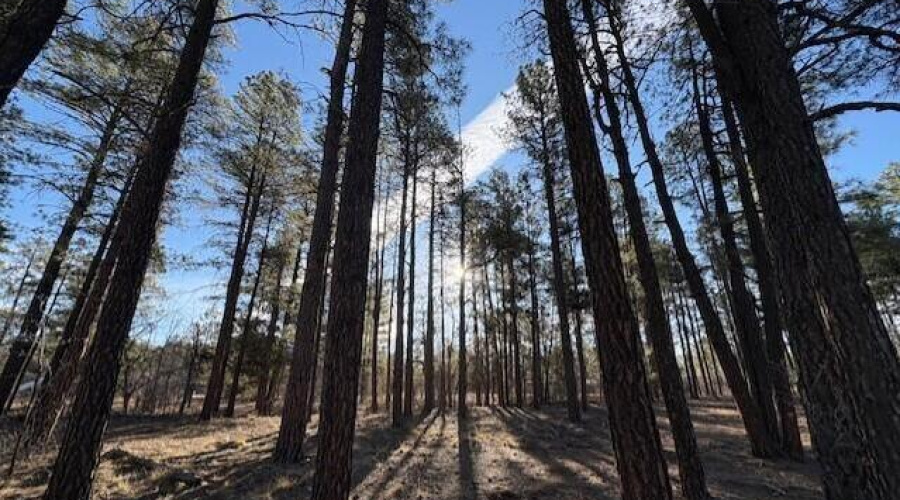 Tall Trees