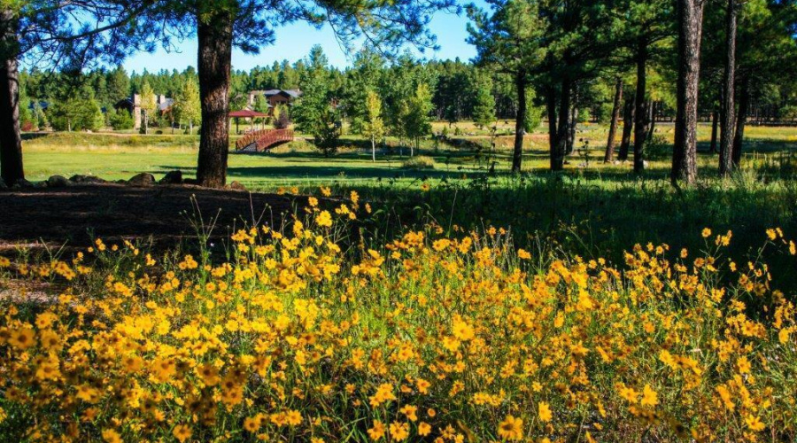Wildflowers At Sierra Springs Ranch