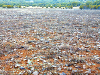 196 County Road 8206, Concho, Arizona 85924, ,Land,For Sale,County Road 8206,259691