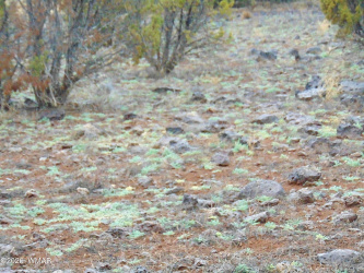 15 Mills, Concho, Arizona 85924, ,Land,For Sale,Mills,259693