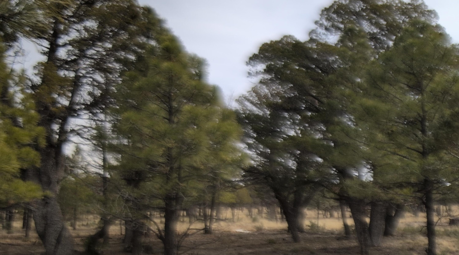 Tall Pines