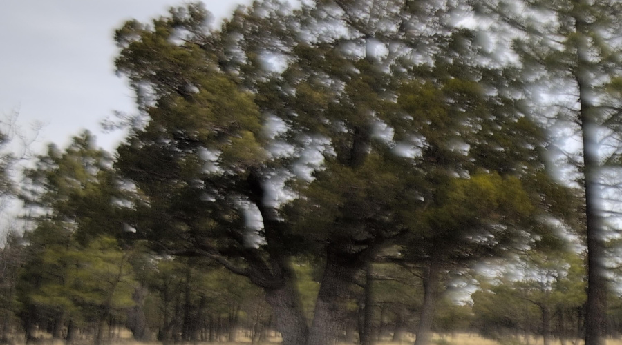 Aligator Juniper