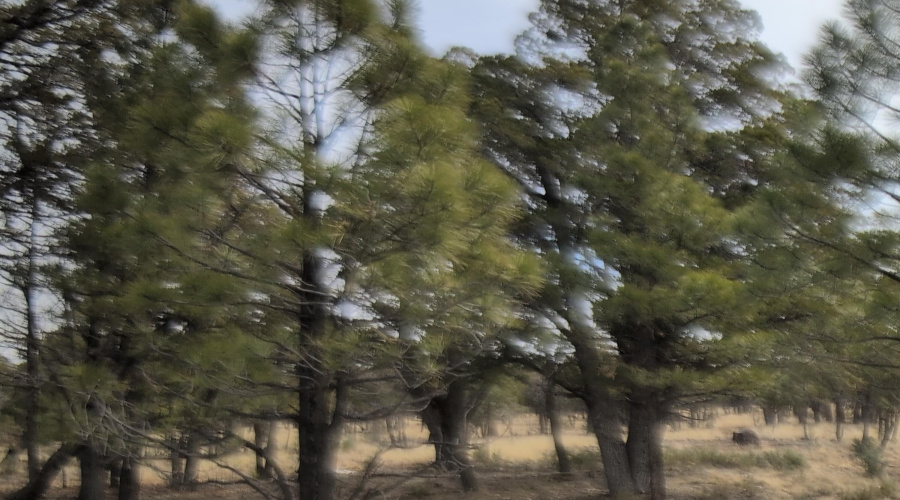 lot's of trees