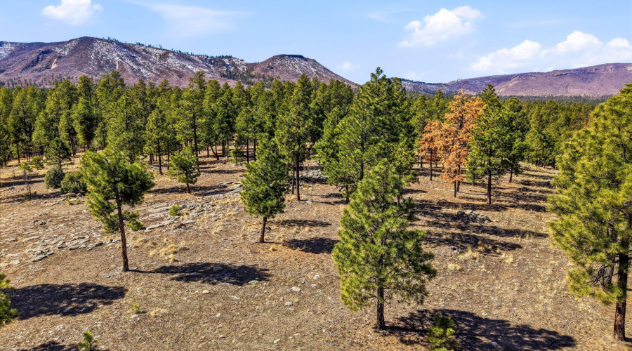 CoRdN2147-Alpine-AZ-15