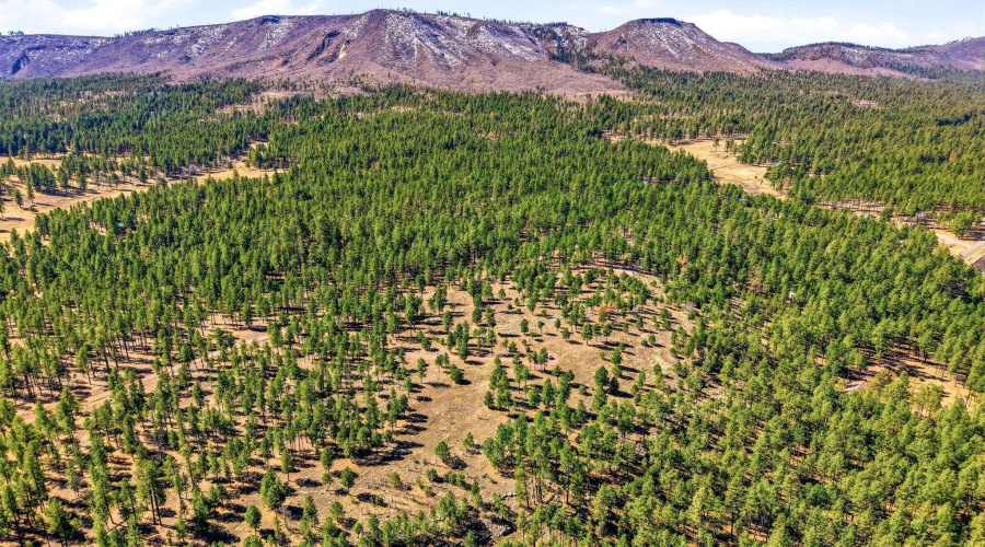 CoRdN2147-Alpine-AZ-7