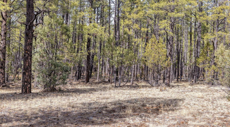 1 Acre Birdsong Way