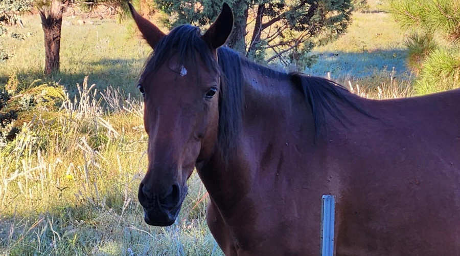 WILD HORSES