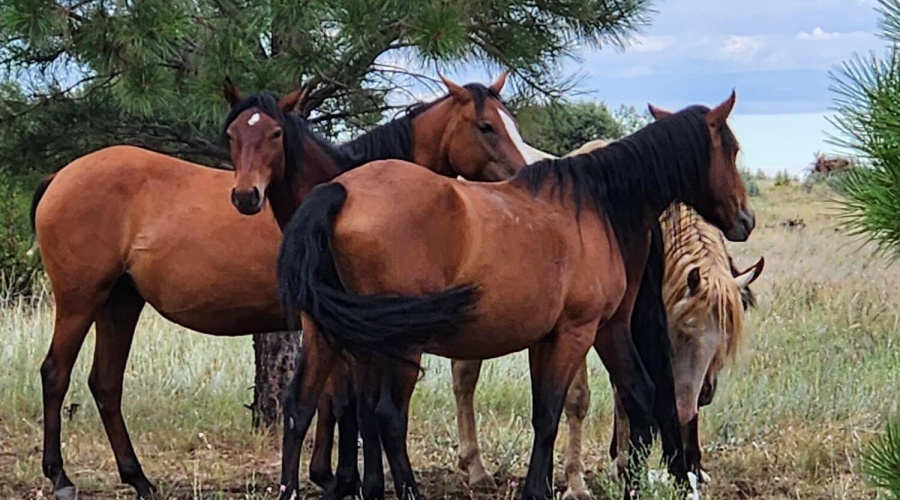 WILD HORSES